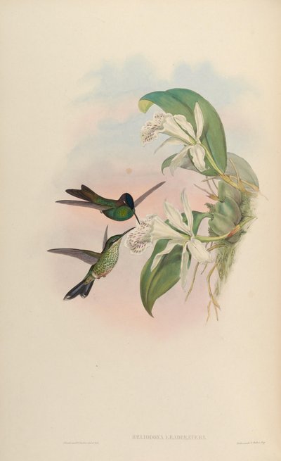 Heliodoxa leadbeateri - John Gould